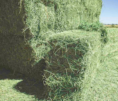 horse bedding